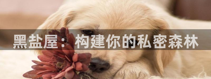 NG体育传媒