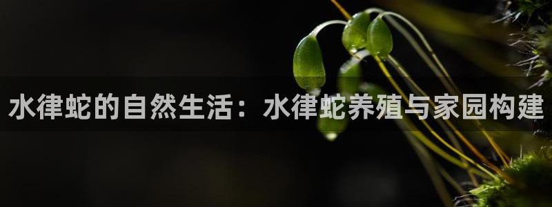 NG体育系统：水律蛇的自然生活：水律蛇养殖与家园构建